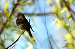 Empidonax - Flycatcher