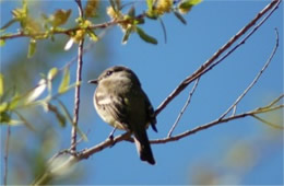 Empidonax - Flycatcher