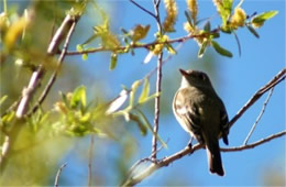 Empidonax - Flycatcher