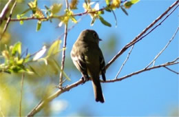 Empidonax - Flycatcher