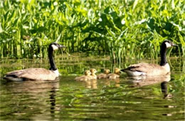 Branta canadensis - Canadian Geese and Goslings