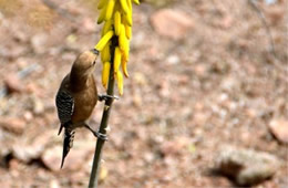 Melanerpes uropygialis - Gila Woodpecker