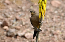 Melanerpes uropygialis - Gila Woodpecker