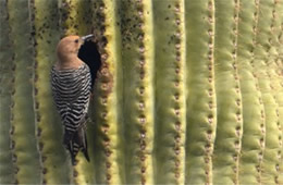 Melanerpes uropygialis - Gila Woodpecker