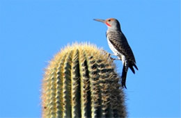 Colaptes chrysoides - Guilded Flicker