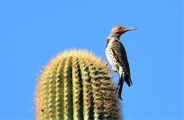 Colaptes chrysoides - Guilded Flicker