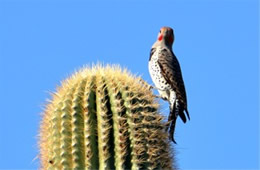 Colaptes chrysoides - Guilded Flicker