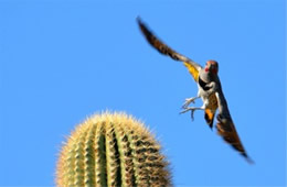 Colaptes chrysoides - Guilded Flicker