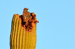 Colaptes chrysoides - Guilded Flicker