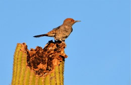 Colaptes chrysoides - Guilded Flicker