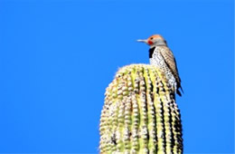 Colaptes chrysoides - Guilded Flicker