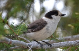 Perisoreus canadensis - Gray Jay