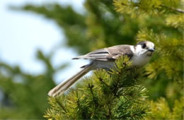 Perisoreus canadensis - Gray Jay