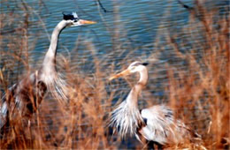 Ardea herodias - Great Blue Heron Pair