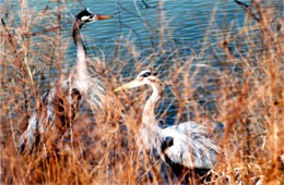 Ardea herodias - Great Blue Heron Pair