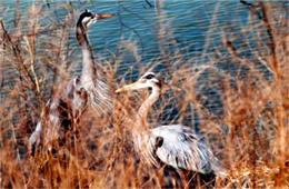 Ardea herodias - Great Blue Heron Pair