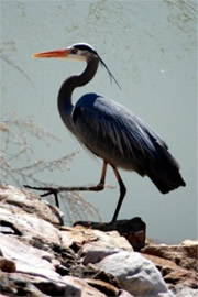 Ardea herodias - Great Blue Heron