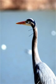 Ardea herodias - Great Blue Heron