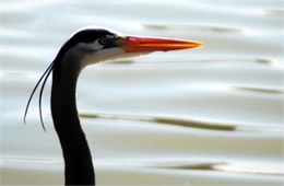 Ardea herodias - Great Blue Heron