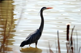 Ardea herodias - Great Blue Heron