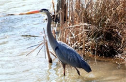 Ardea herodias - Great Blue Heron