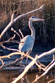 Ardea herodias - Great Blue Heron