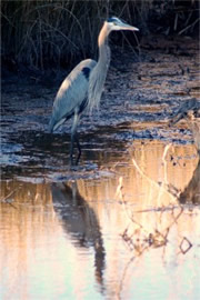 Ardea herodias - Great Blue Heron