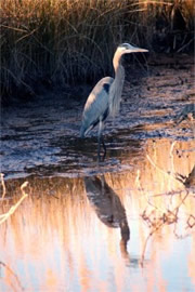 Ardea herodias - Great Blue Heron