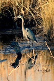 Ardea herodias - Great Blue Heron