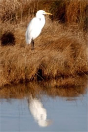 Ardea alba - Great Egret