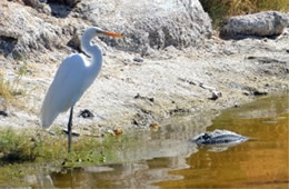 Ardea alba - Great Egret