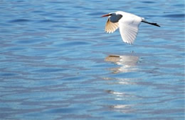 Ardea alba - Great Egret