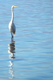 Ardea alba - Great Egret