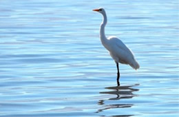 Ardea alba - Great Egret