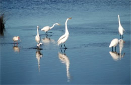 Ardea alba - Great Egrets