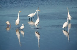 Ardea alba - Great Egrets