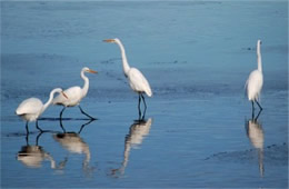 Ardea alba - Great Egrets