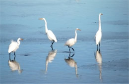 Ardea alba - Great Egrets