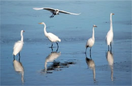 Ardea alba - Great Egrets