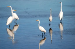 Ardea alba - Great Egrets