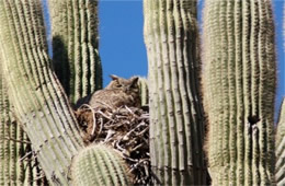 Bubo virginianus - Great Horned Owl