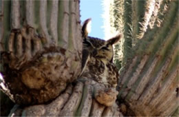 Bubo virginianus - Great Horned Owl