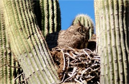 Bubo virginianus - Great Horned Owl