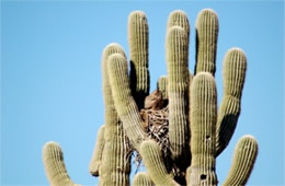 Bubo virginianus - Great Horned Owl