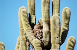 Bubo virginianus - Great Horned Owl