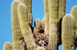 Bubo virginianus - Great Horned Owl