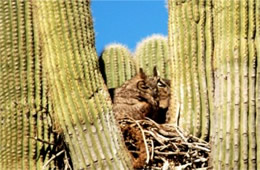 Bubo virginianus - Great Horned Owl