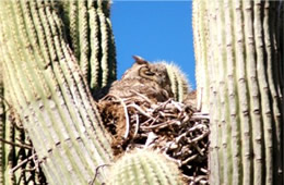 Bubo virginianus - Great Horned Owl