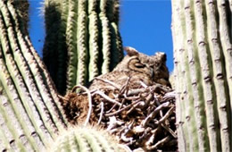 Bubo virginianus - Great Horned Owl