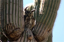 Bubo virginianus - Great Horned Owl